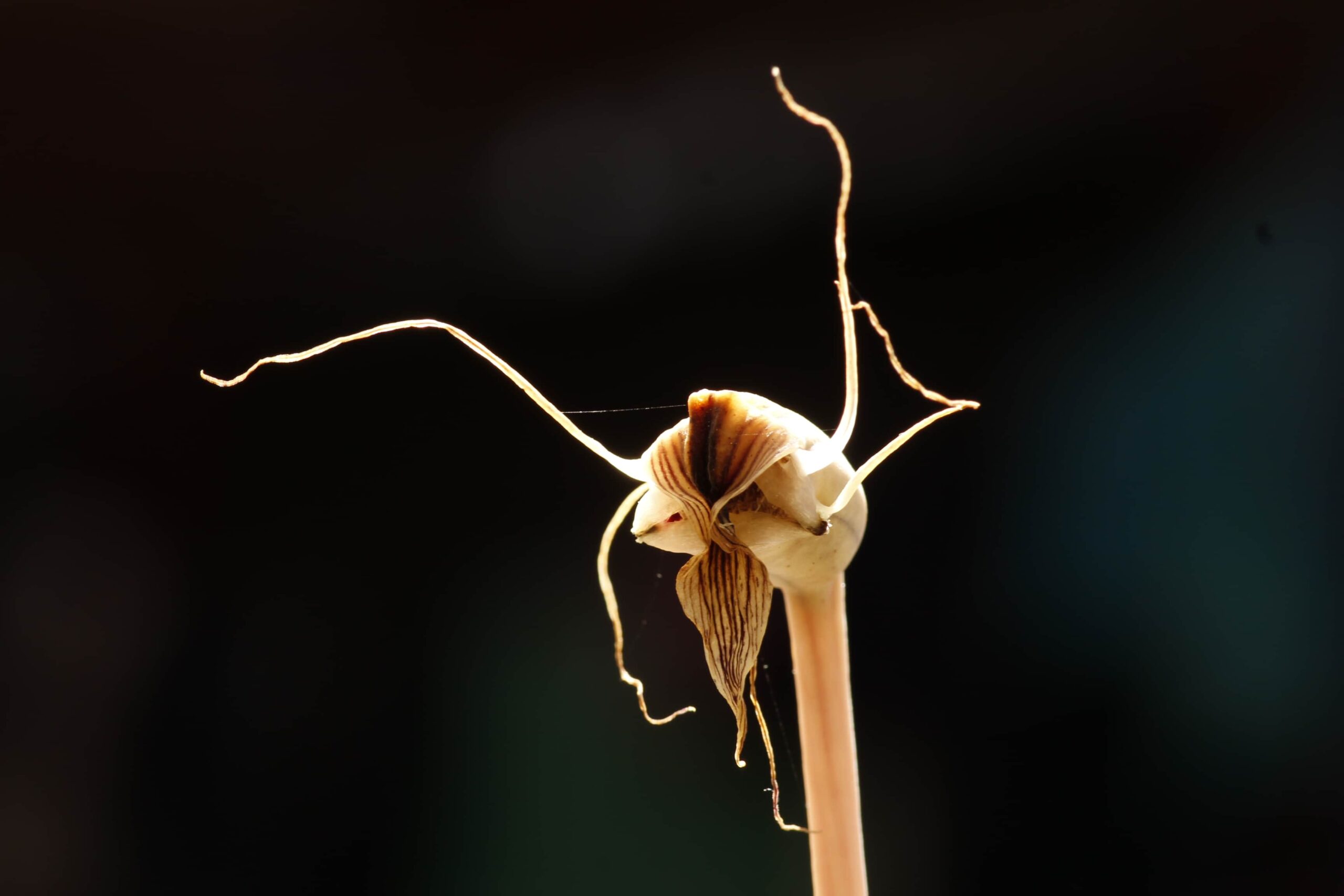 flor araña ecoriolis