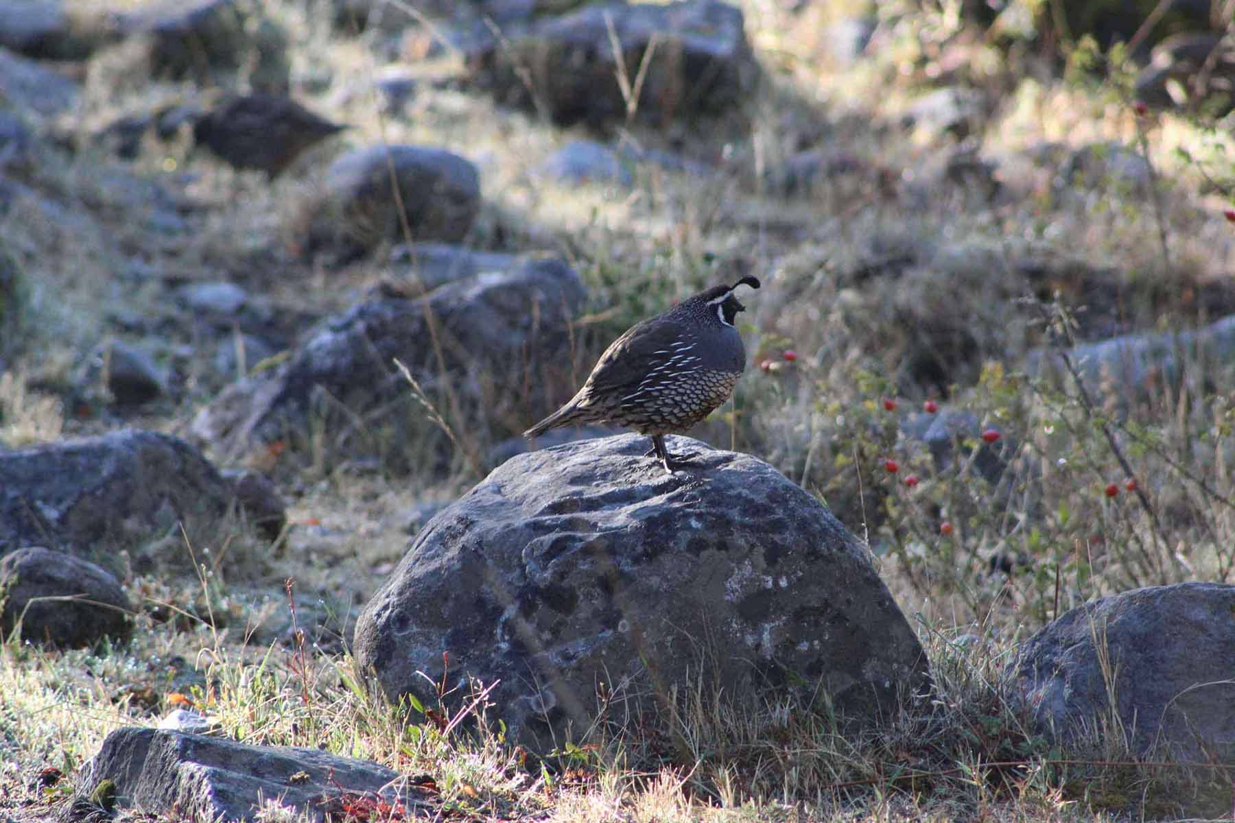 Valorización de terrenos y recursos naturales