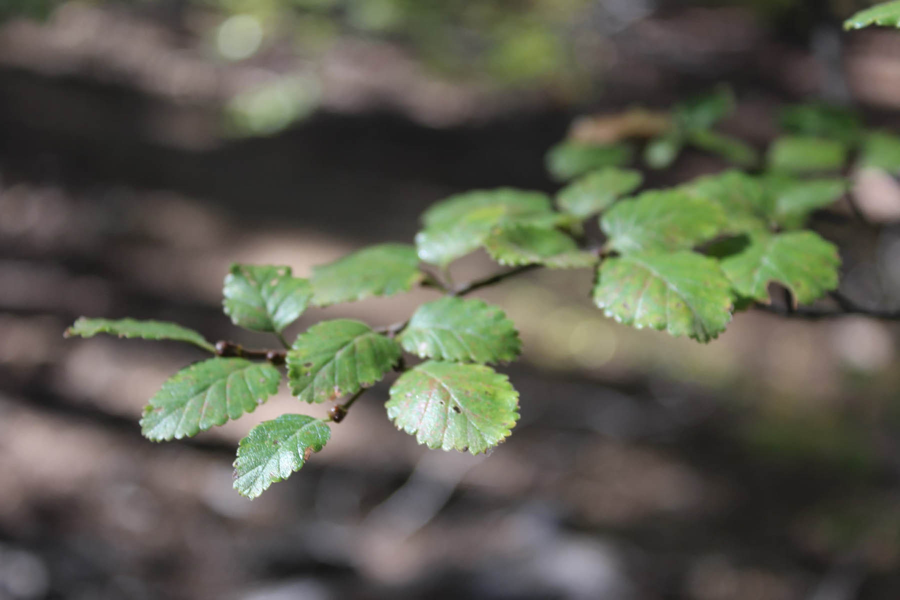 Planes de manejo forestal