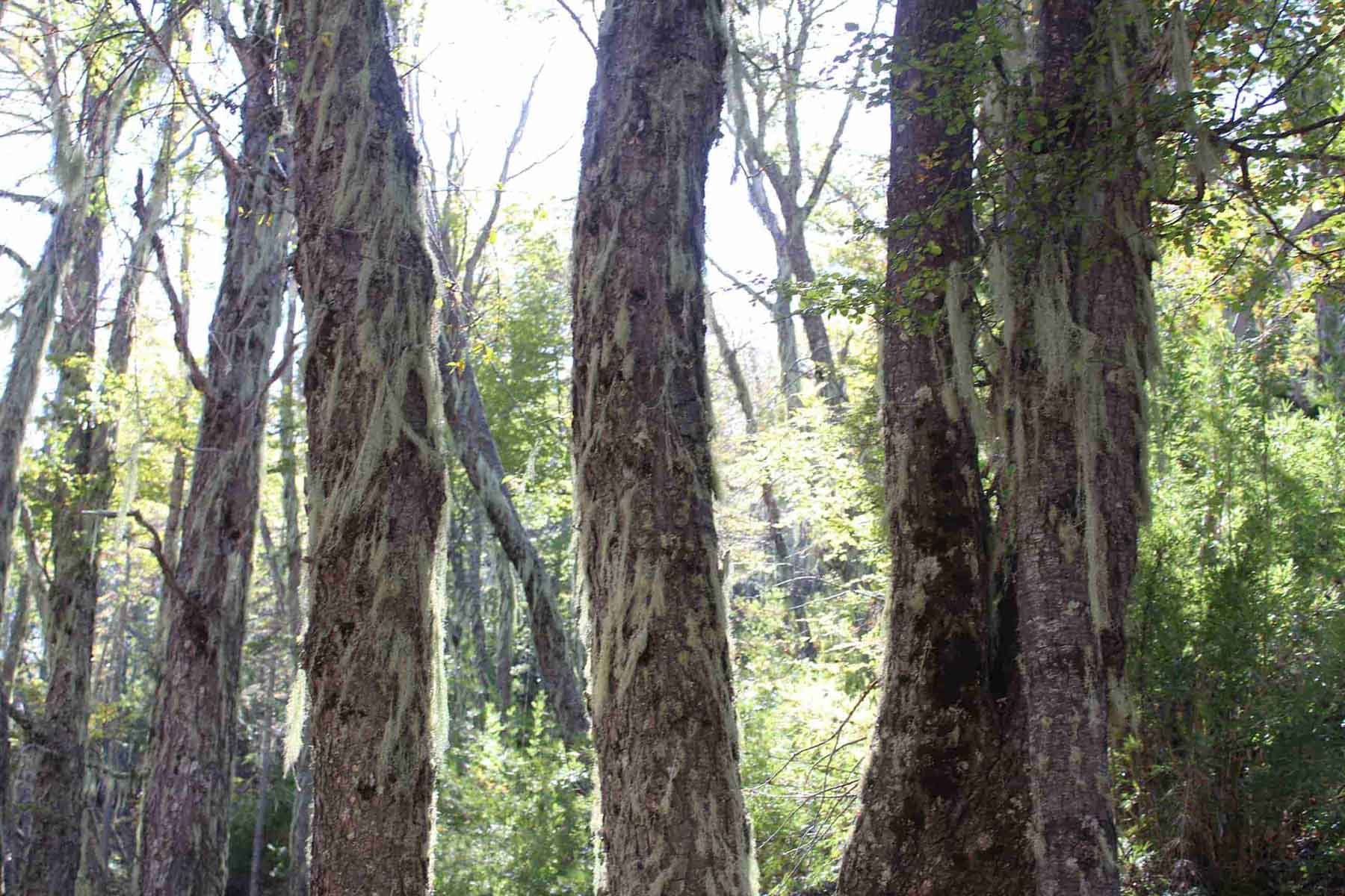 Planes de manejo forestal