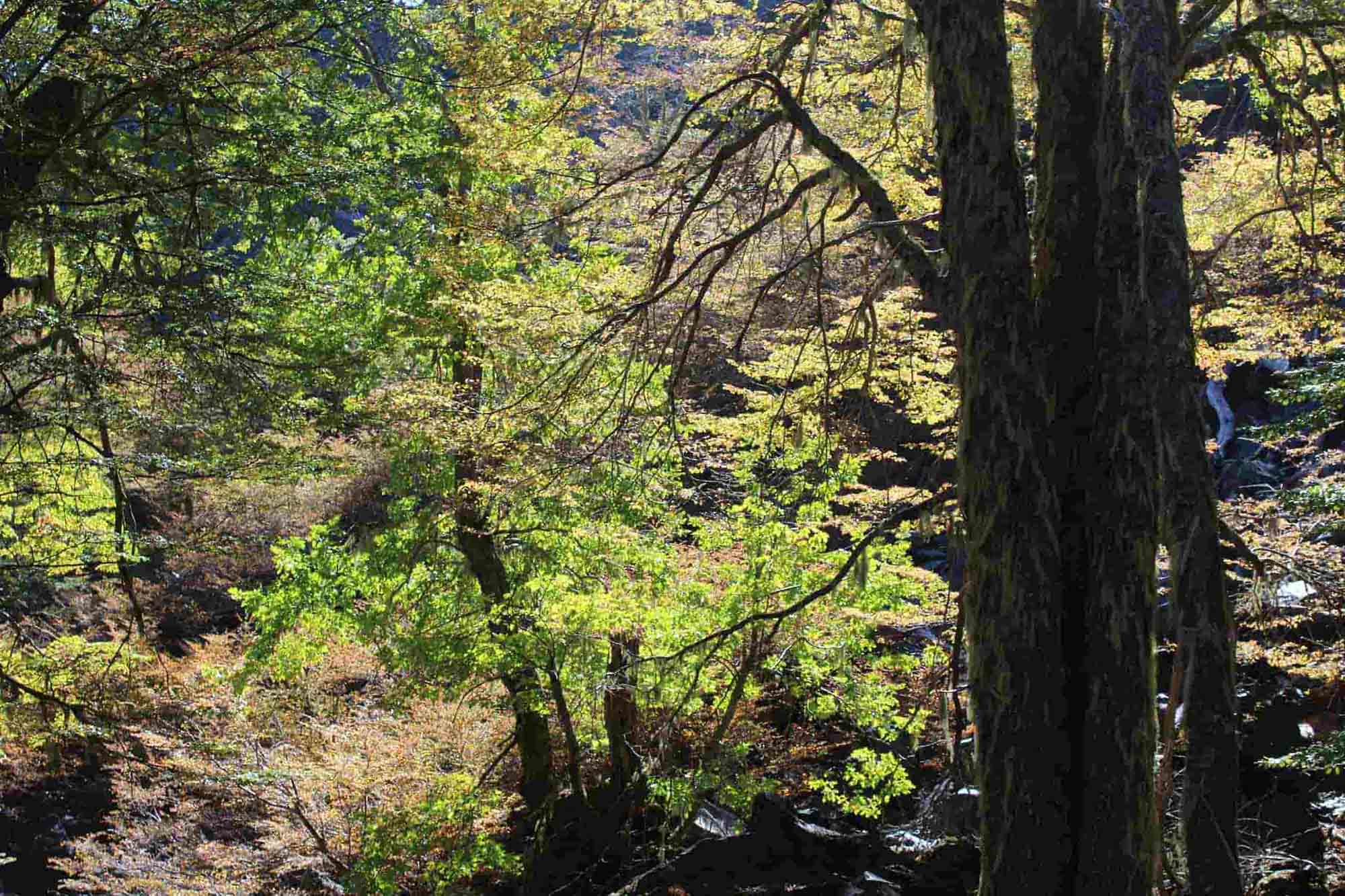 Planes de manejo forestal