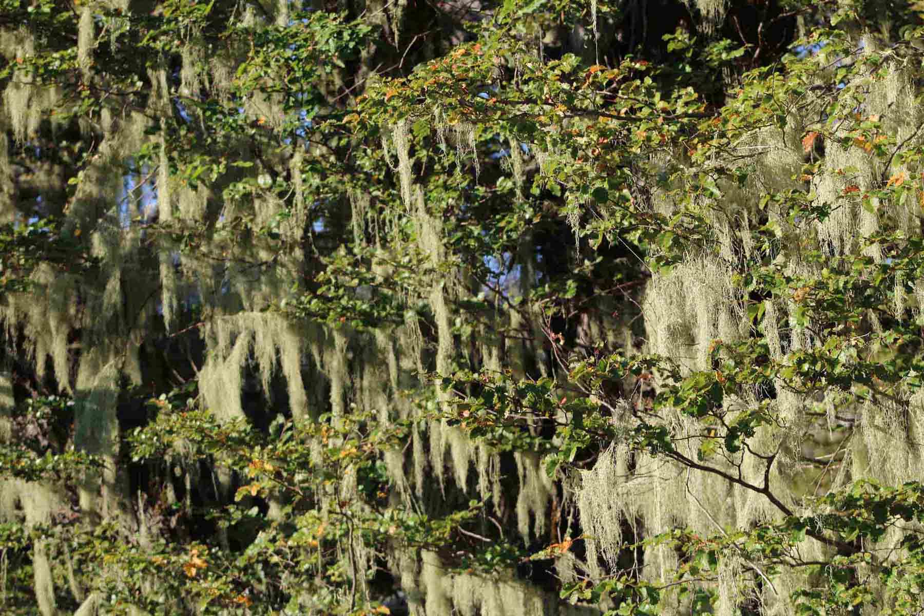 Planes de manejo forestal