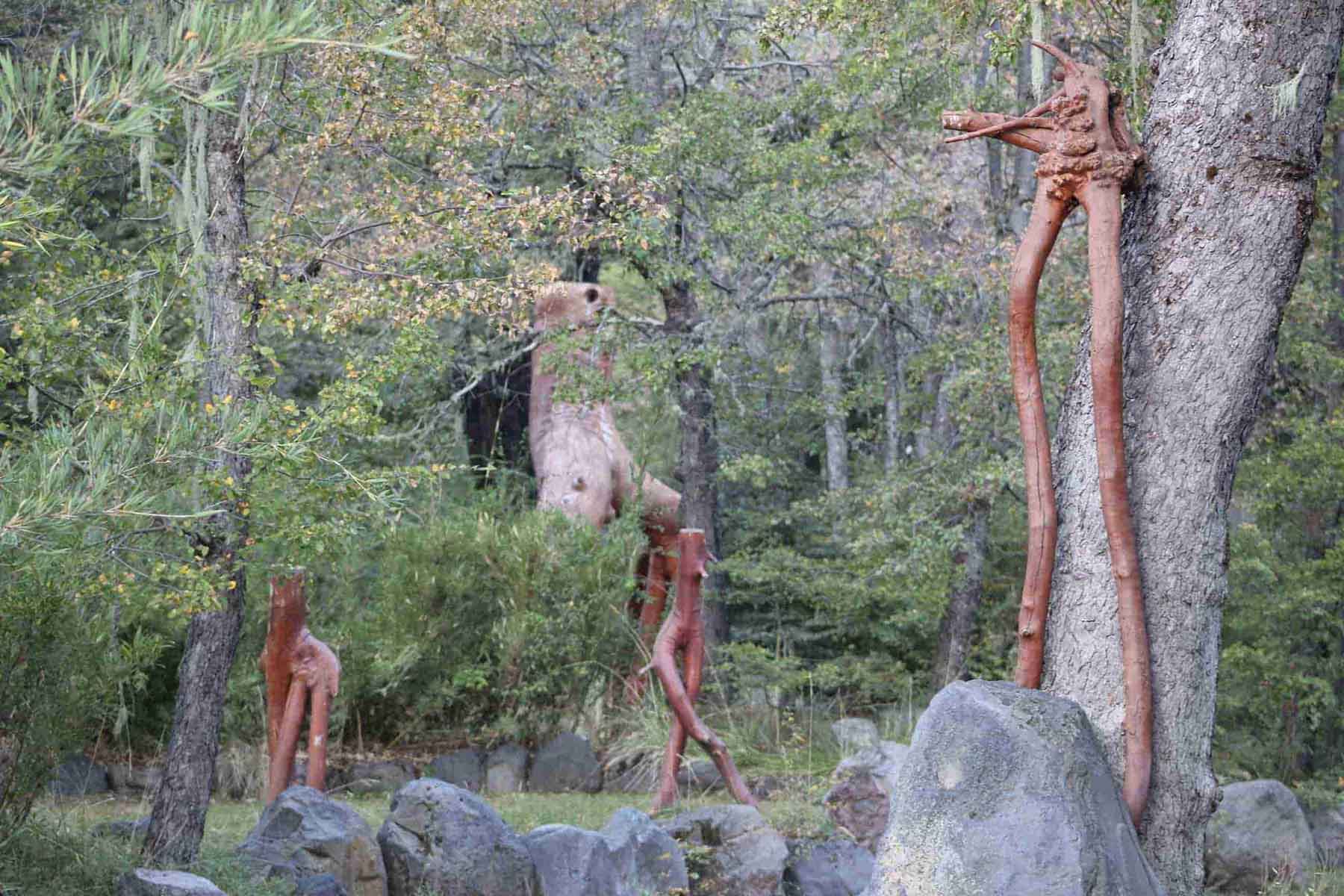 Planes de manejo forestal