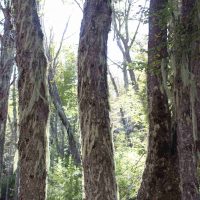 Planes de manejo forestal